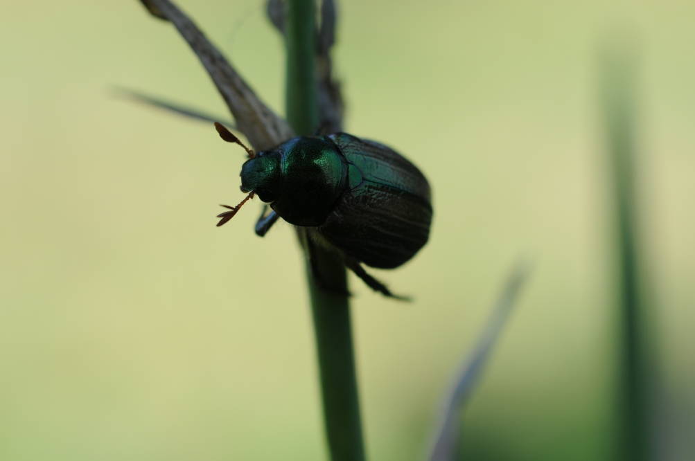 Mimela junii, maschio, Rutelidae