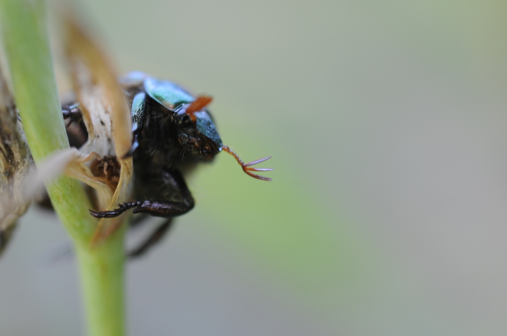 Mimela junii, maschio, Rutelidae