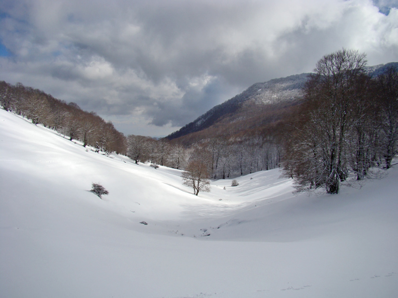 Alberi d''inverno... un invito