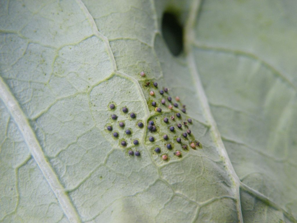 Identificazione ovatura