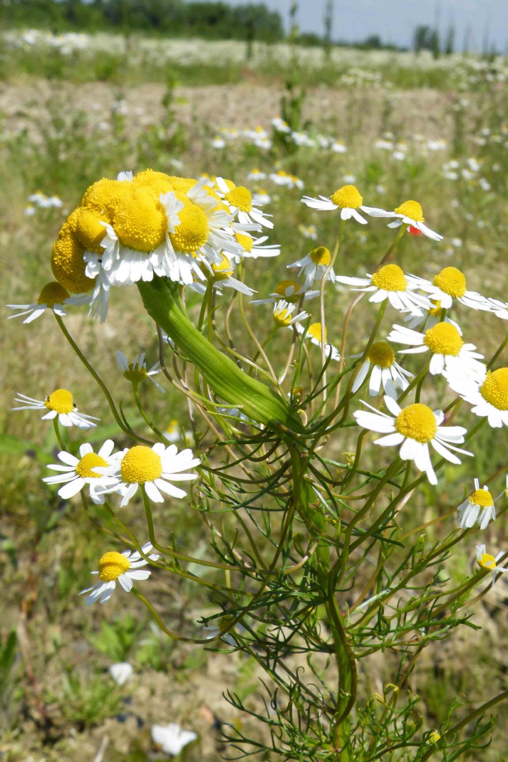 Camomilla, fasciazione