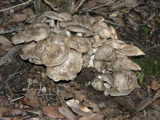 lyophyllum conglobatum??