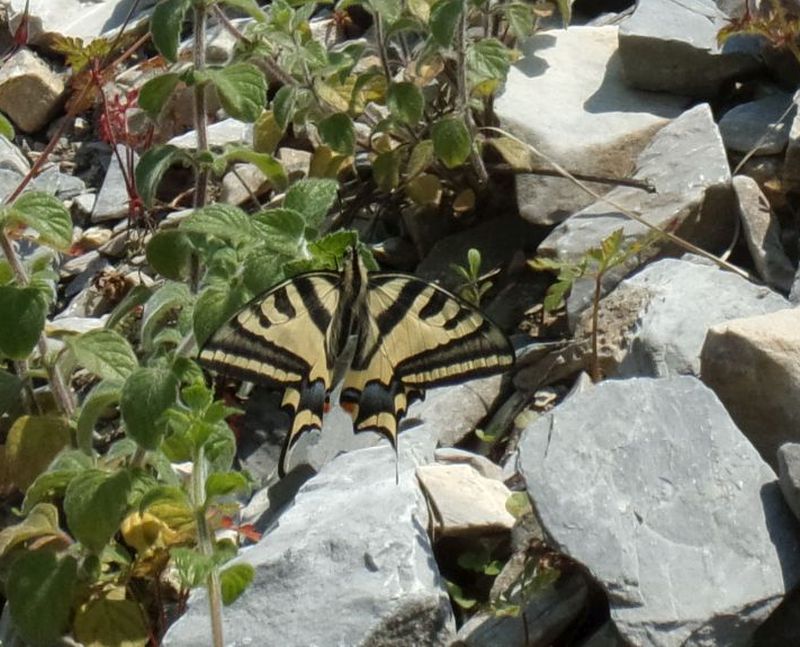 Papilio alexanor ssp. radighierii Bollino & Sala in riposo su nepetella.