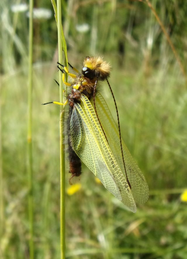 Libelloides longicornis, adulto immaturo