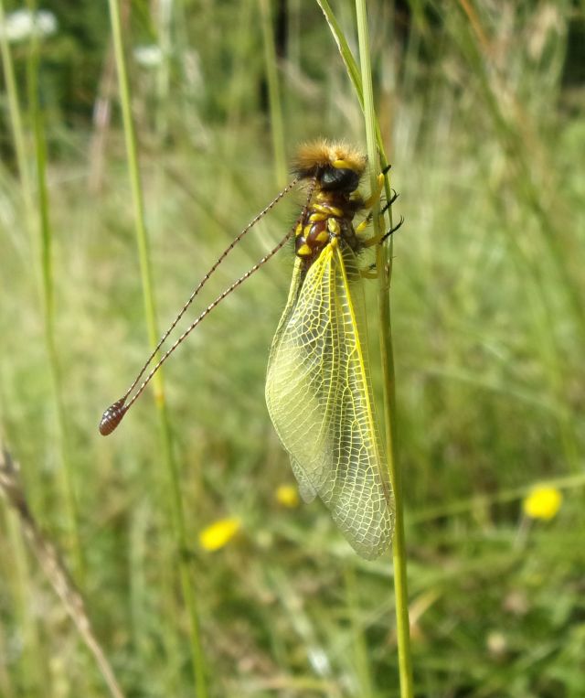 Libelloides longicornis, adulto immaturo