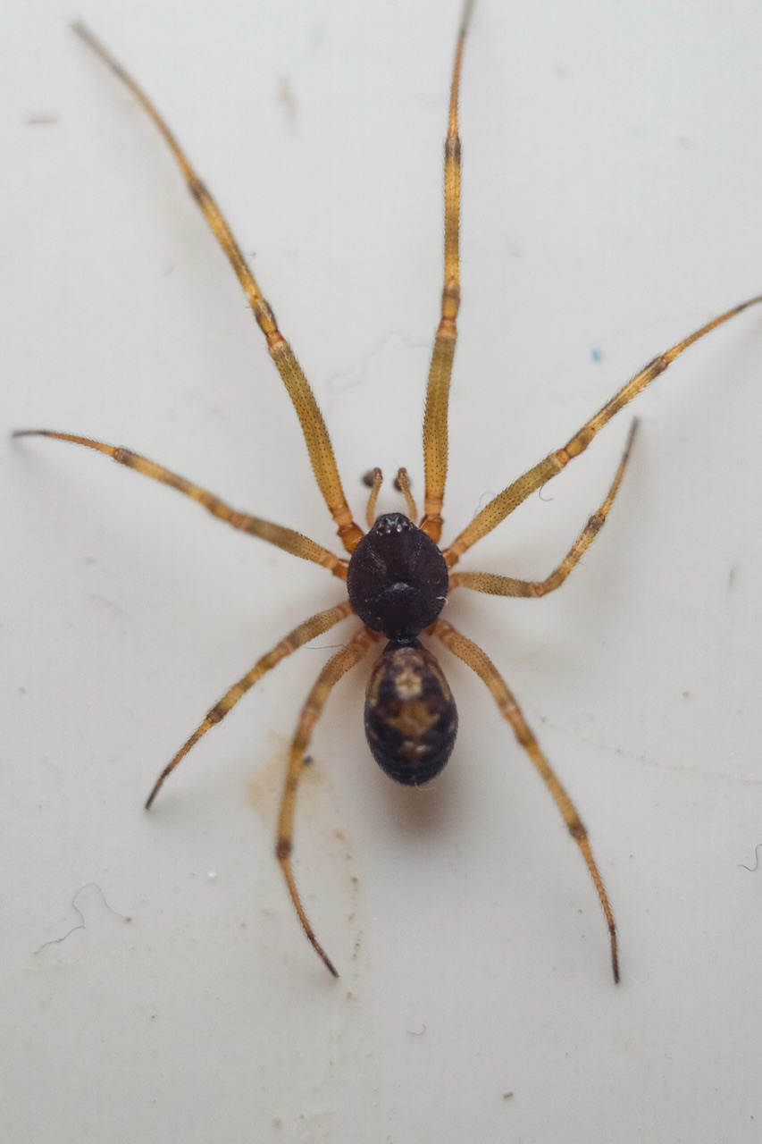 Steatoda grossa?