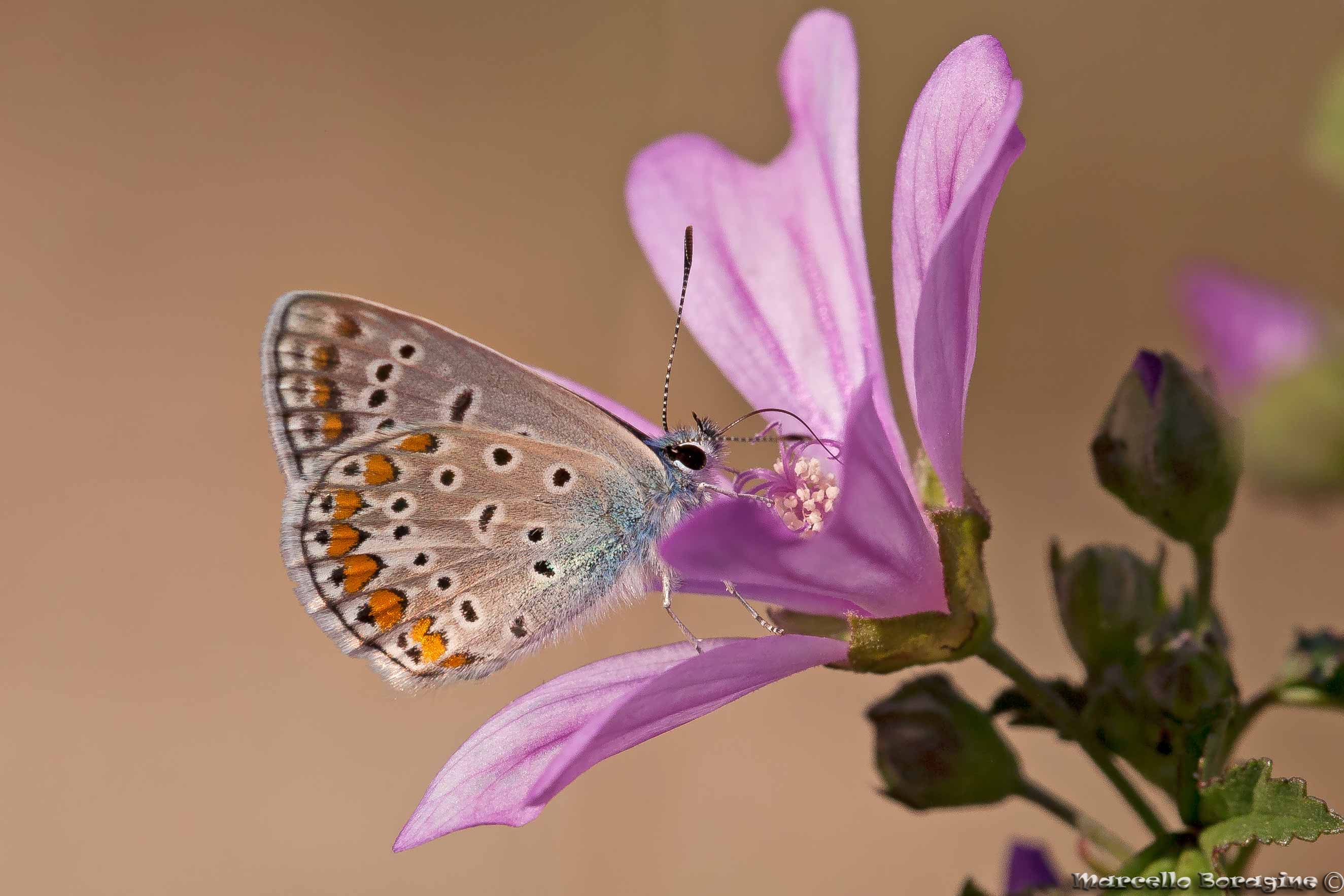 Da determinare Polyommatus?