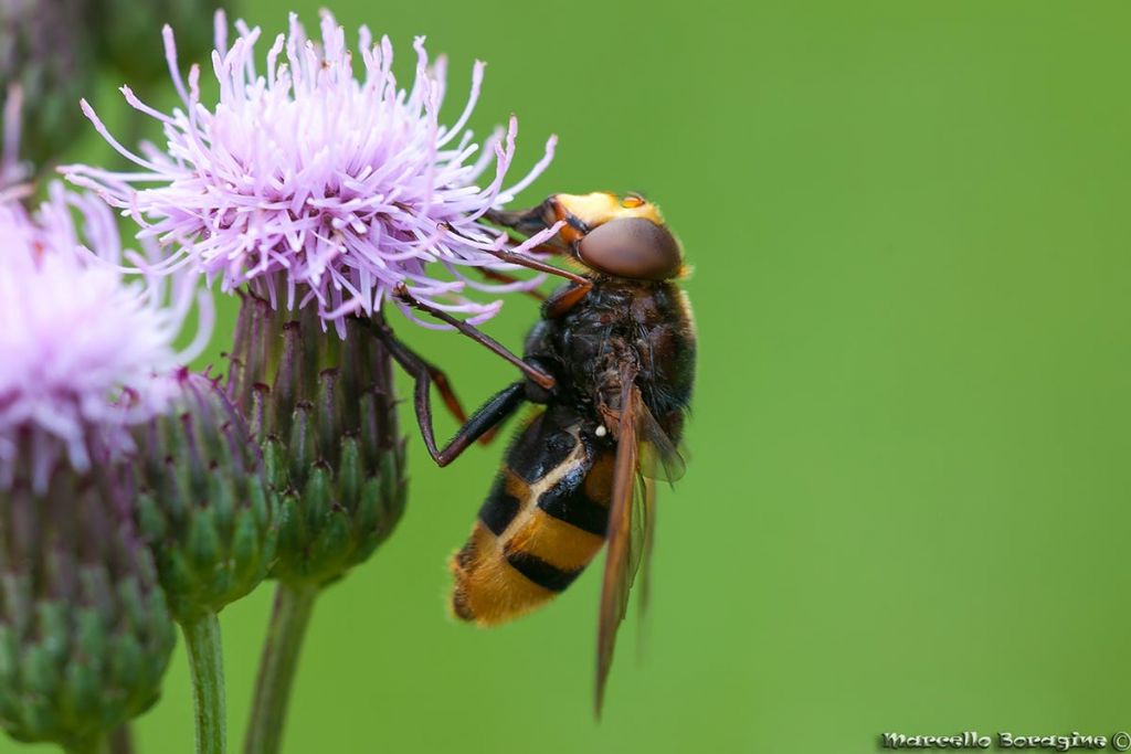 Syrphidae:   Volucella zonaria