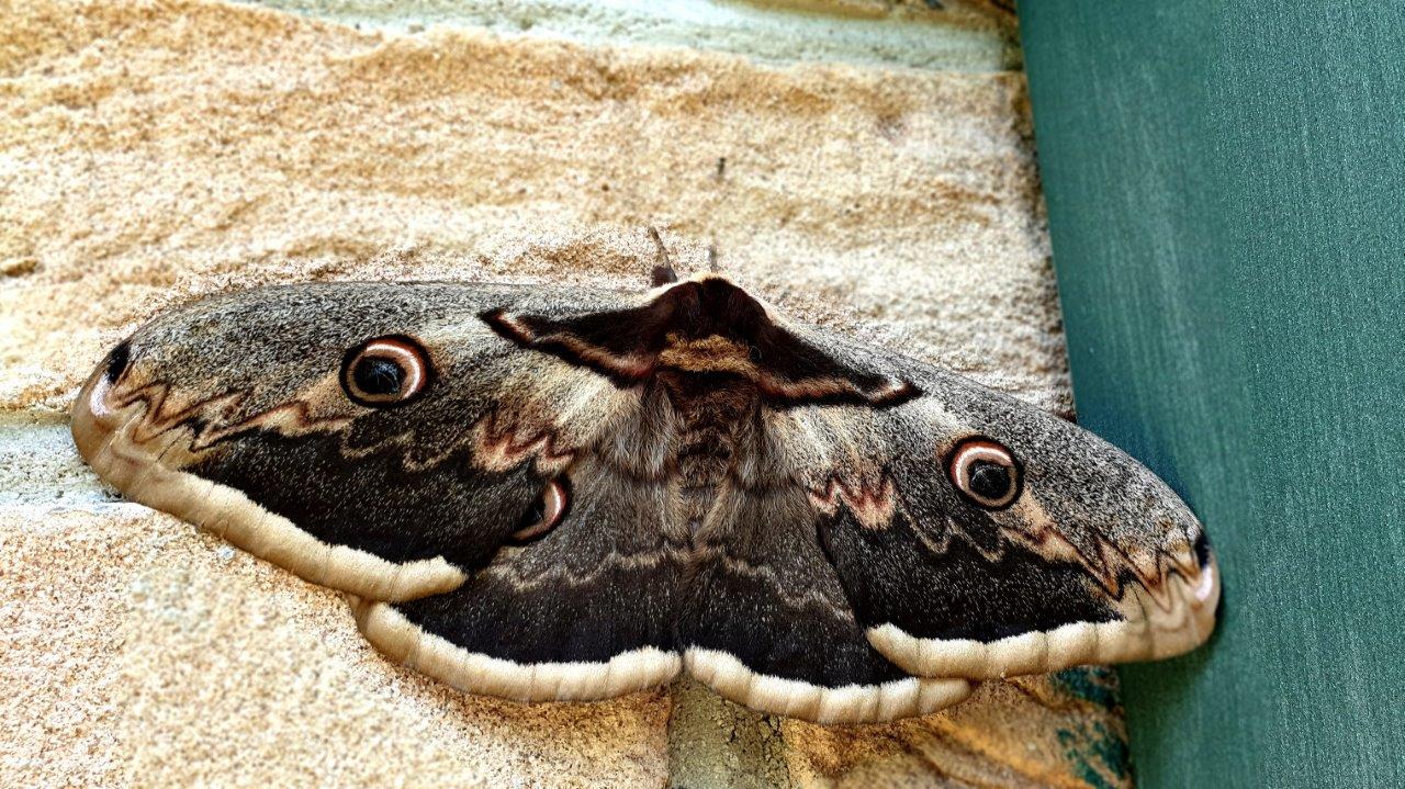 falena gigante:  Saturnia pyri