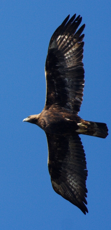 aquila reale incontrata di recente