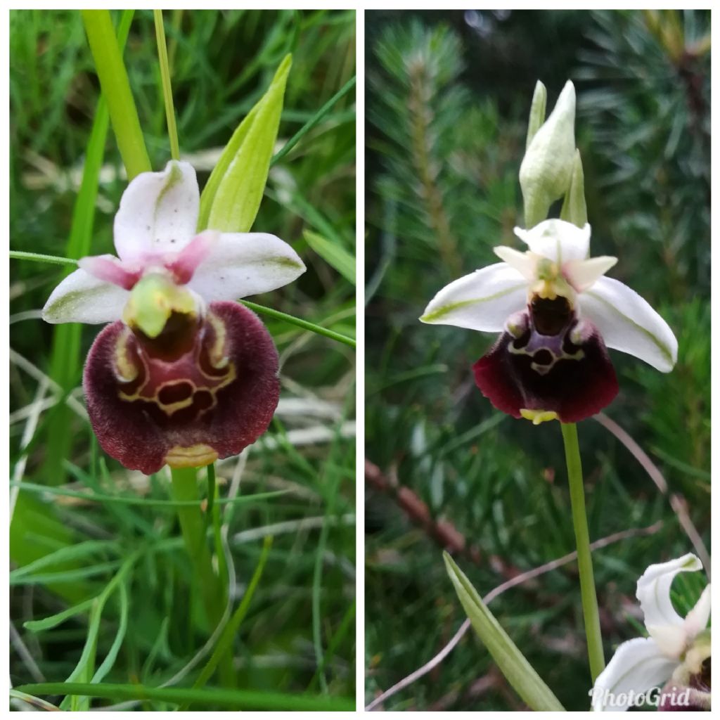 Ophrys da determinare