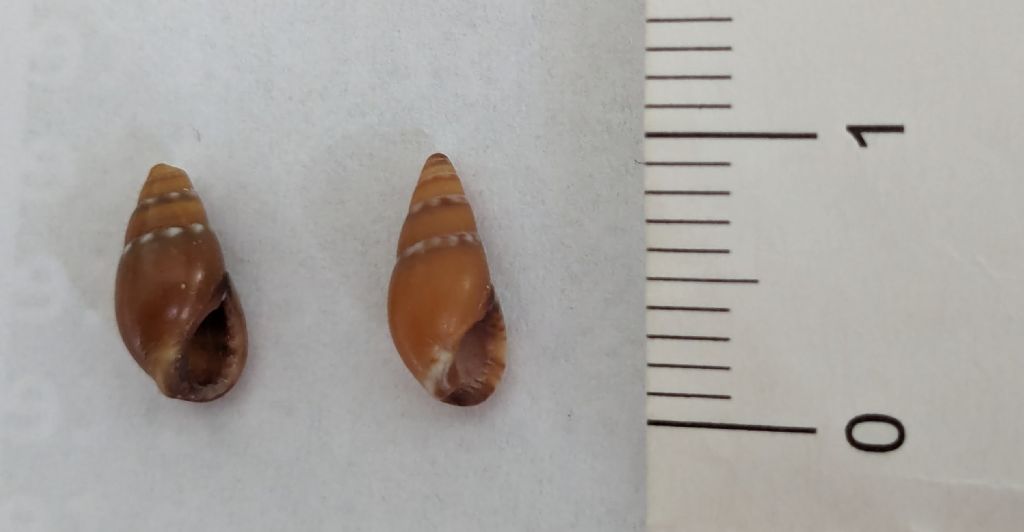 Gasteropode da determinare - Genova - 5