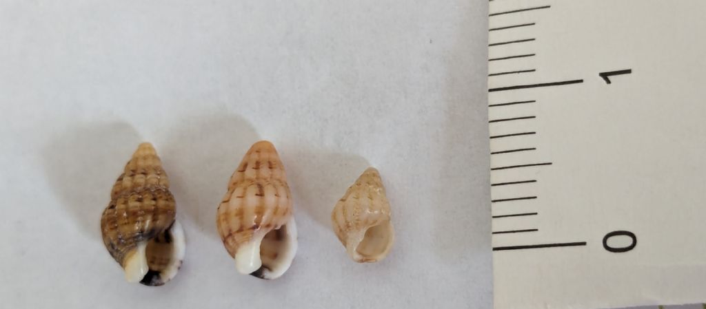 Gasteropode da determinare - Genova - 9