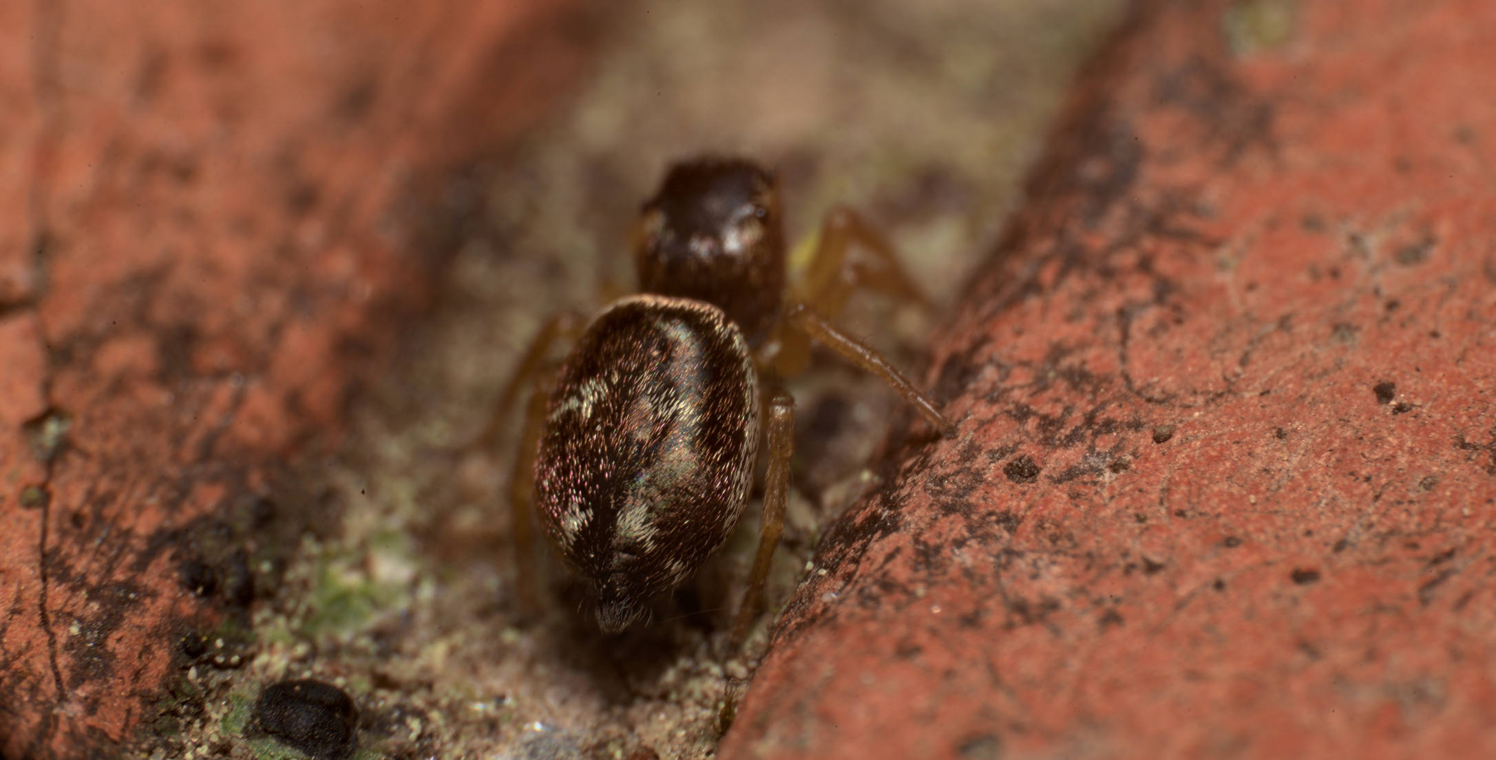 Salticidae: Heliophanus sp.