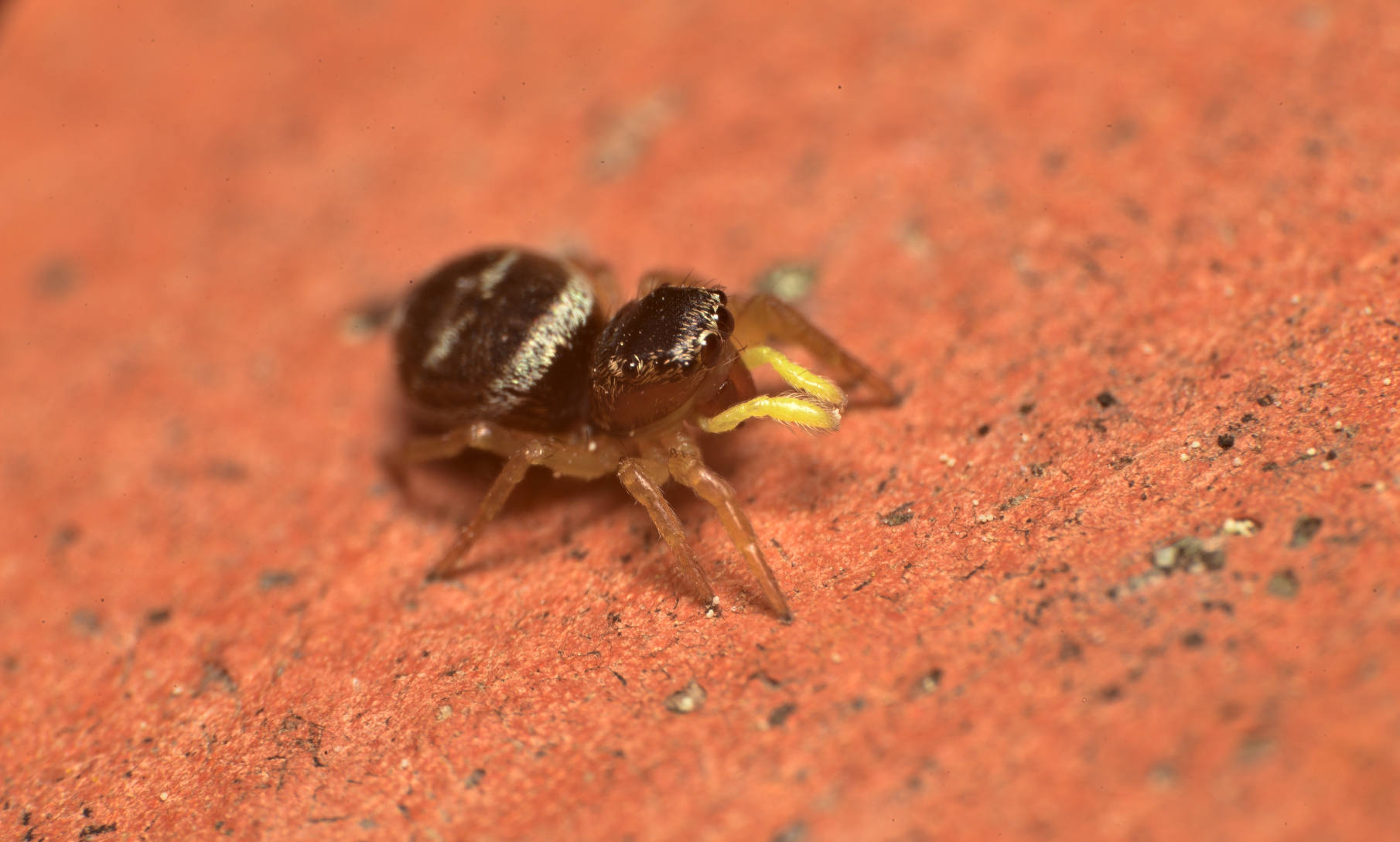 Salticidae: Heliophanus sp.