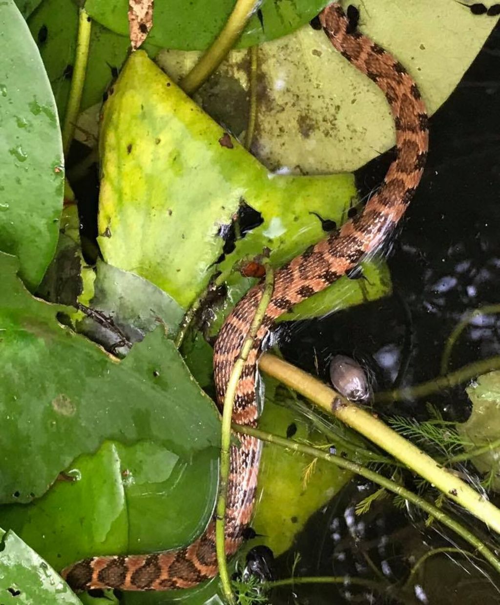 Potete riconoscerlo x favore?