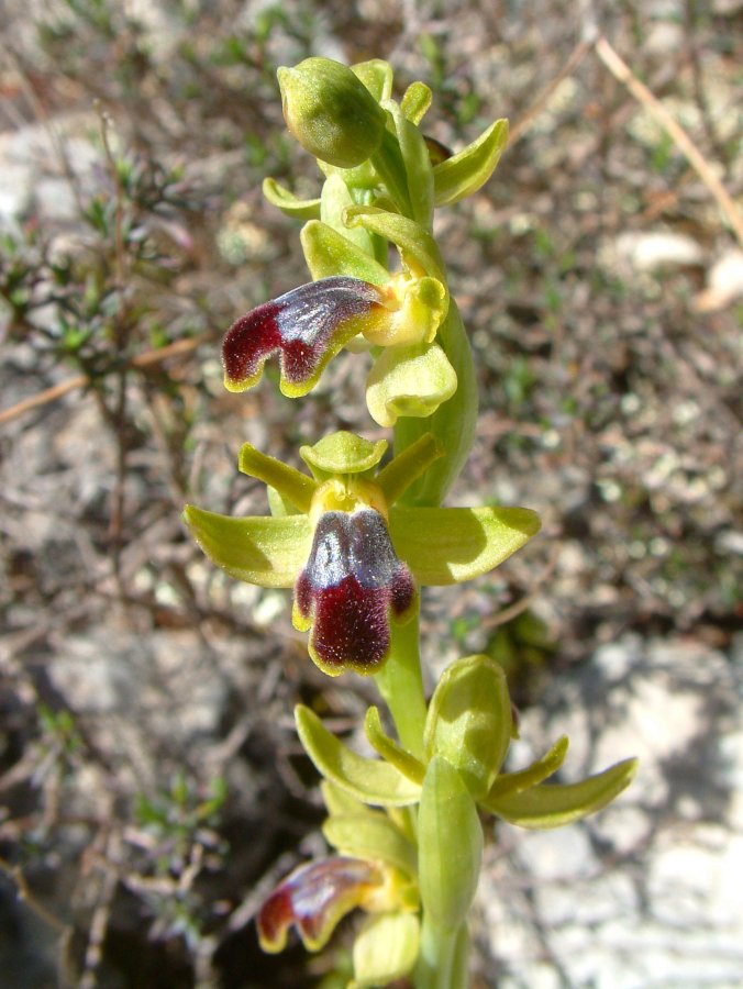 Le brillanti <i>Ophrys fusca orientali</i>   Dalla Grecia con passione