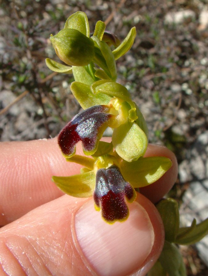 Le brillanti <i>Ophrys fusca orientali</i>   Dalla Grecia con passione