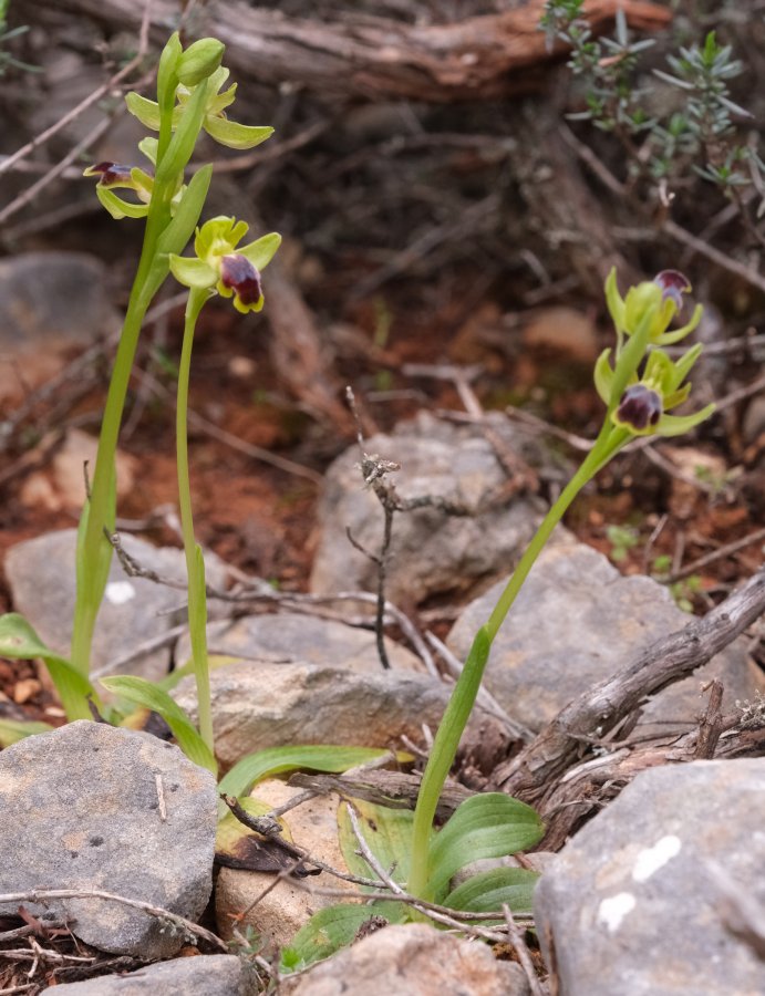 Le brillanti <i>Ophrys fusca orientali</i>   Dalla Grecia con passione