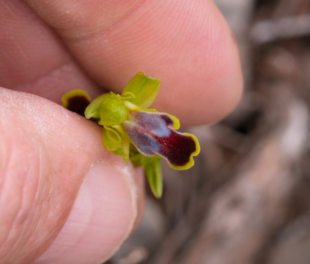 Le brillanti <i>Ophrys fusca orientali</i>   Dalla Grecia con passione