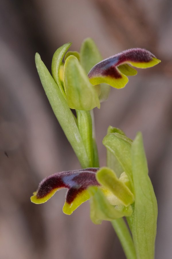 Le brillanti <i>Ophrys fusca orientali</i>   Dalla Grecia con passione