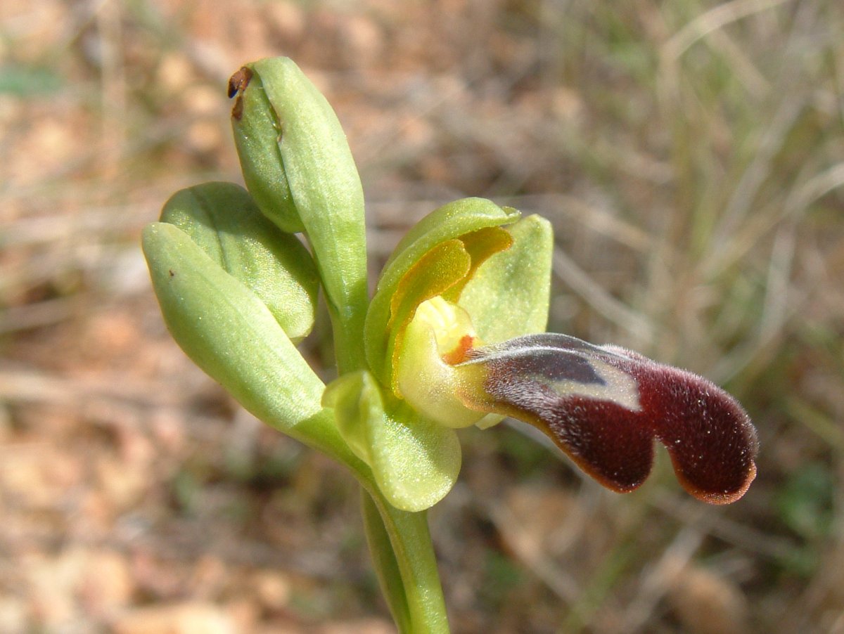 Le brillanti <i>Ophrys fusca orientali</i>   Dalla Grecia con passione