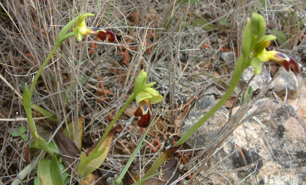 Le brillanti <i>Ophrys fusca orientali</i>   Dalla Grecia con passione