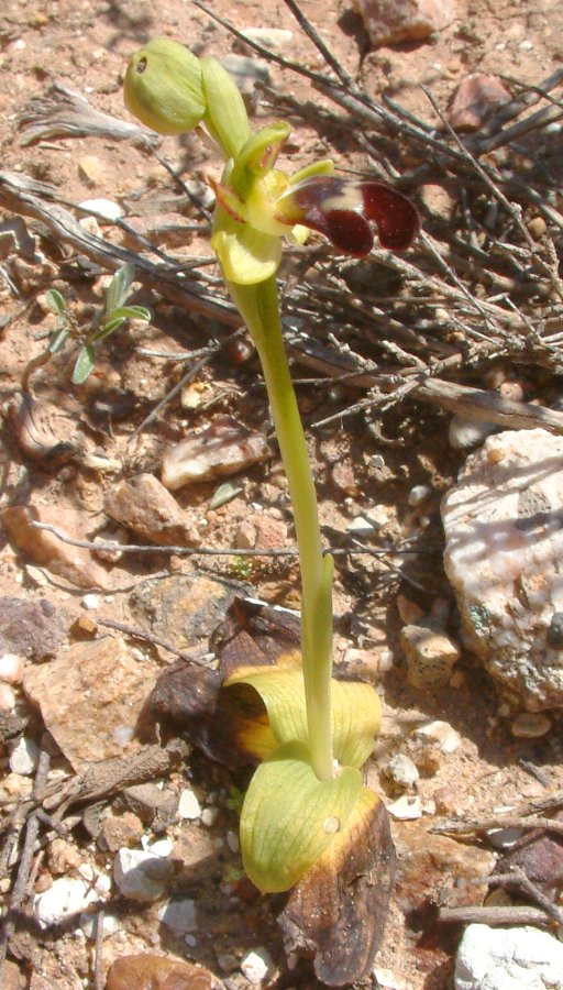 Le brillanti <i>Ophrys fusca orientali</i>   Dalla Grecia con passione