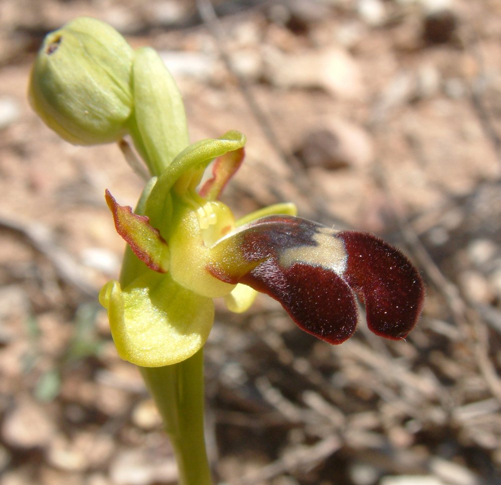 Le brillanti <i>Ophrys fusca orientali</i>   Dalla Grecia con passione