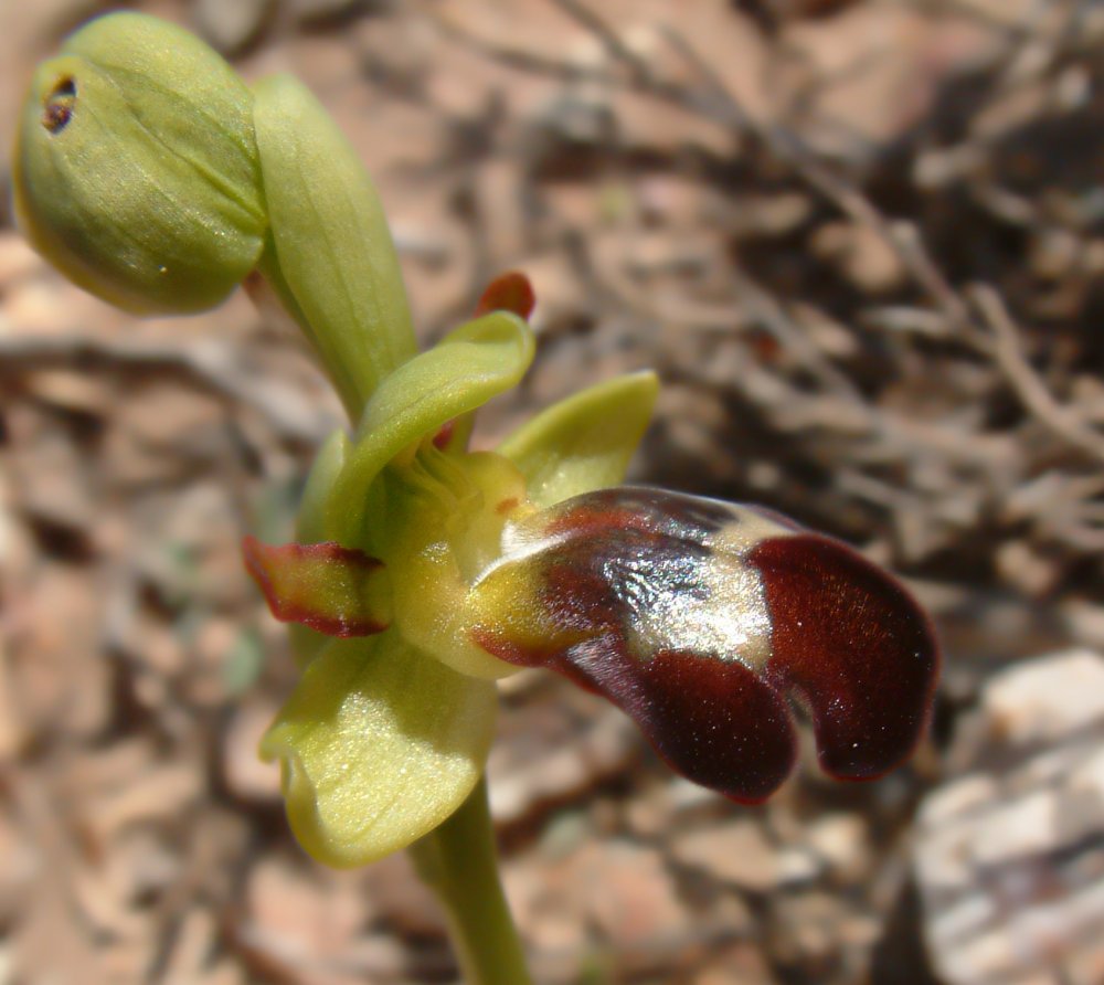 Le brillanti <i>Ophrys fusca orientali</i>   Dalla Grecia con passione