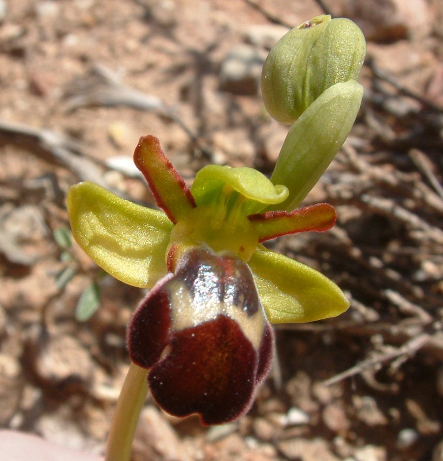 Le brillanti <i>Ophrys fusca orientali</i>   Dalla Grecia con passione