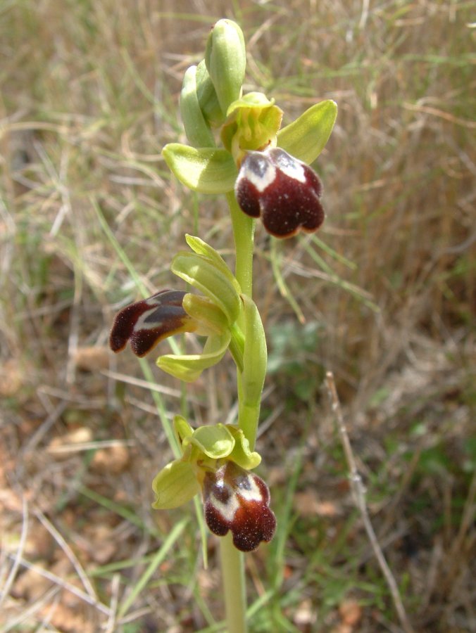 Le brillanti <i>Ophrys fusca orientali</i>   Dalla Grecia con passione