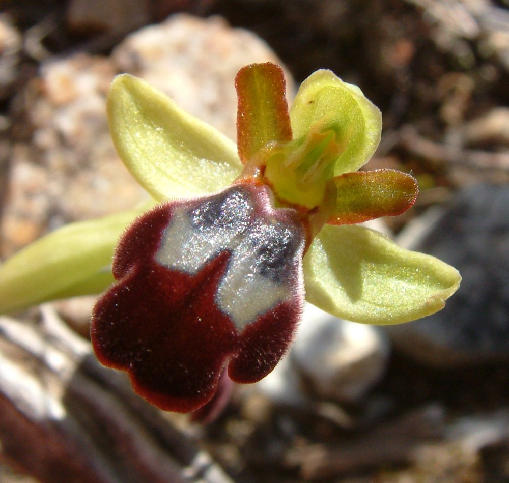 Le brillanti <i>Ophrys fusca orientali</i>   Dalla Grecia con passione