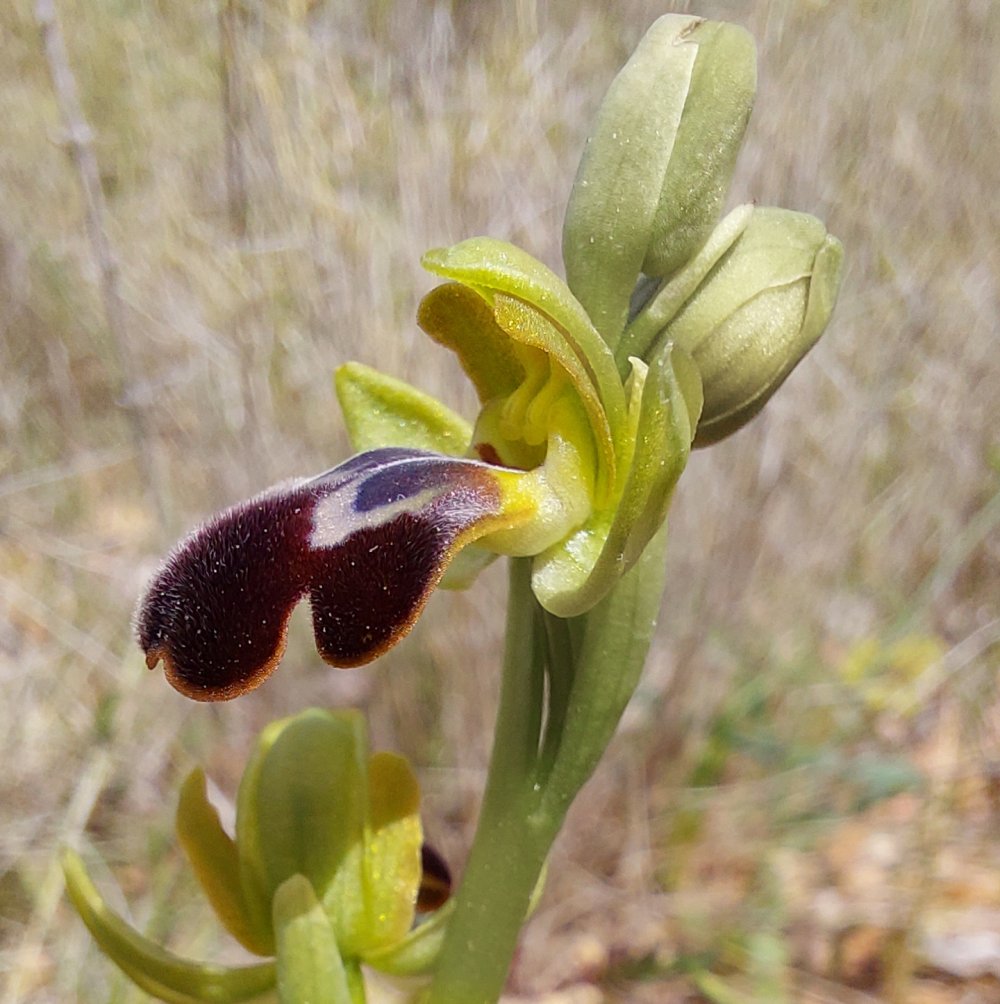 Le brillanti <i>Ophrys fusca orientali</i>   Dalla Grecia con passione