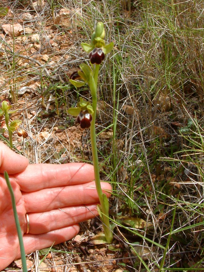 Le brillanti <i>Ophrys fusca orientali</i>   Dalla Grecia con passione