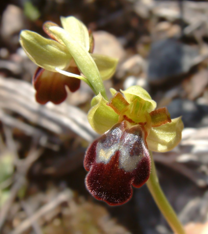 Le brillanti <i>Ophrys fusca orientali</i>   Dalla Grecia con passione