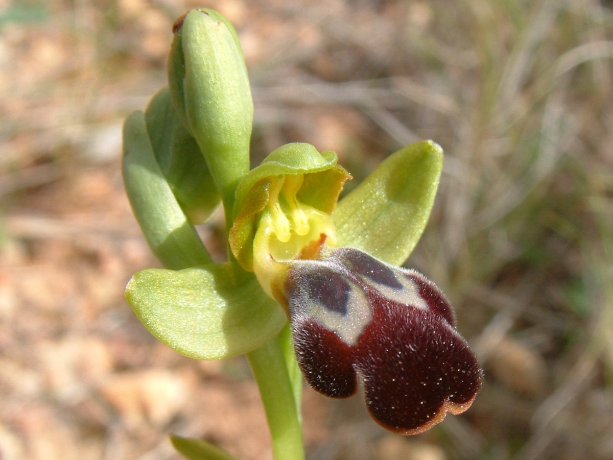 Le brillanti <i>Ophrys fusca orientali</i>   Dalla Grecia con passione