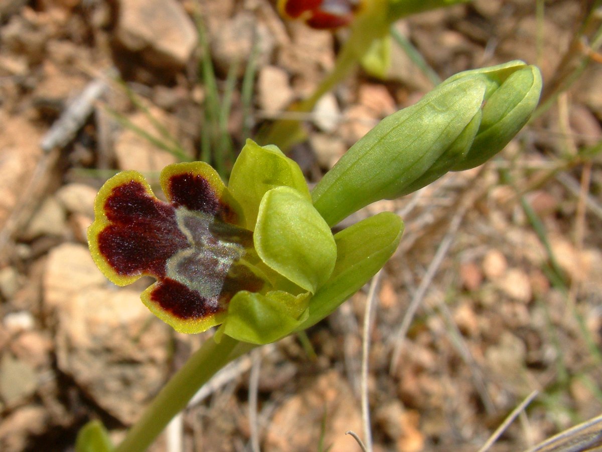 Le brillanti <i>Ophrys fusca orientali</i>   Dalla Grecia con passione