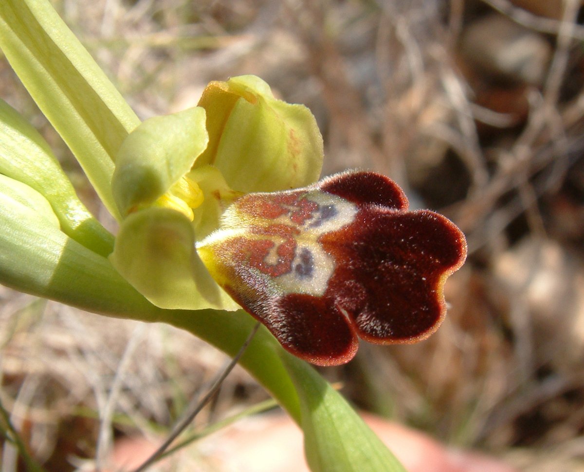 Le brillanti <i>Ophrys fusca orientali</i>   Dalla Grecia con passione