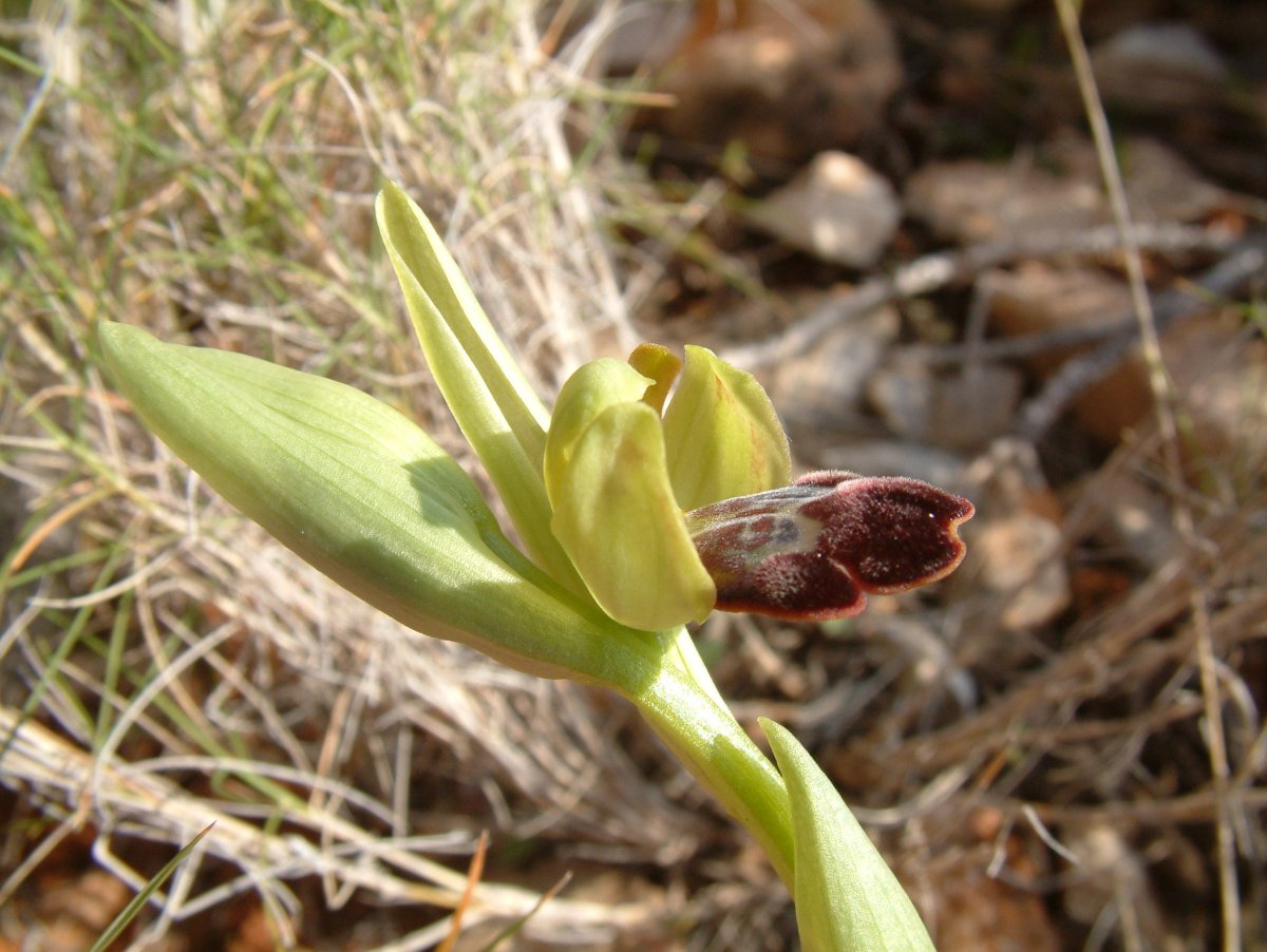 Le brillanti <i>Ophrys fusca orientali</i>   Dalla Grecia con passione