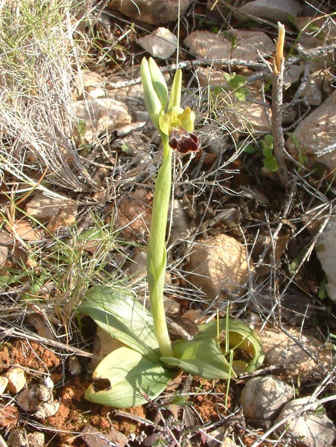 Le brillanti <i>Ophrys fusca orientali</i>   Dalla Grecia con passione