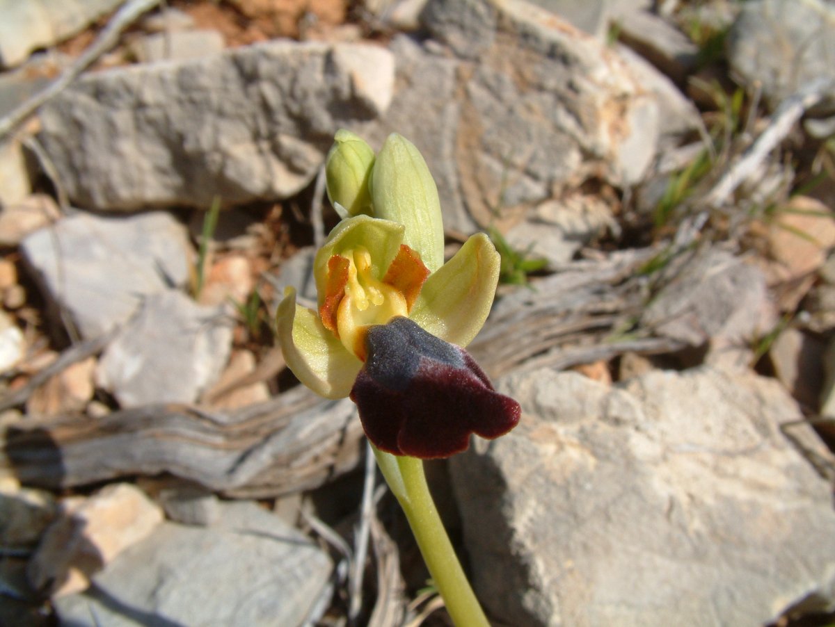 Le brillanti <i>Ophrys fusca orientali</i>   Dalla Grecia con passione