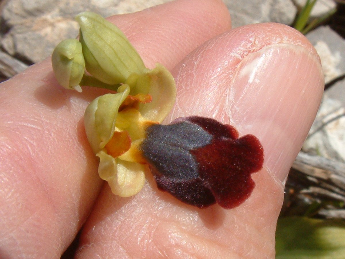 Le brillanti <i>Ophrys fusca orientali</i>   Dalla Grecia con passione