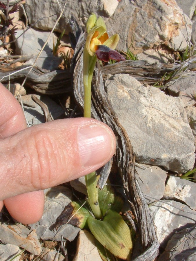 Le brillanti <i>Ophrys fusca orientali</i>   Dalla Grecia con passione