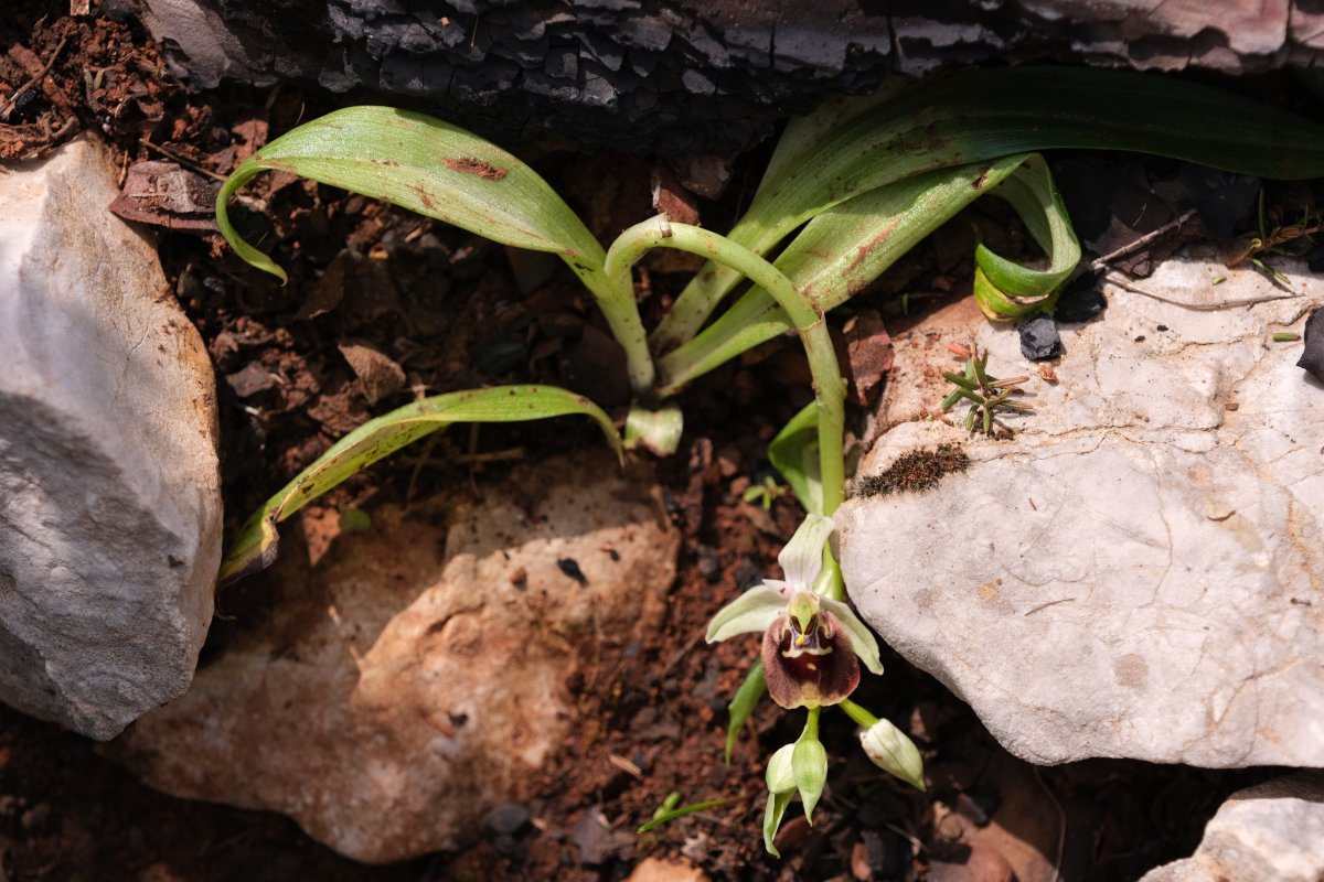 Ophrys lyciensis, la mia orchidea. Dalla Grecia con passione