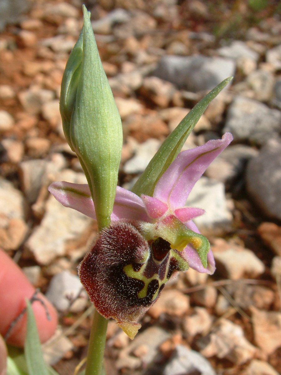 Ophrys lyciensis, la mia orchidea. Dalla Grecia con passione