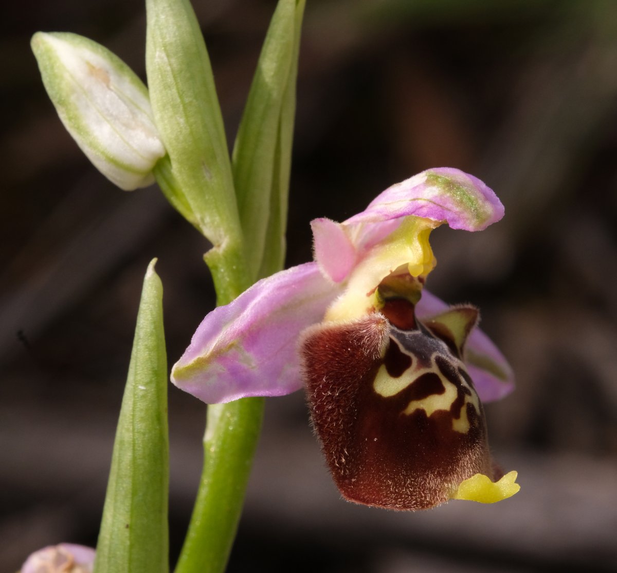 Ophrys lyciensis, la mia orchidea. Dalla Grecia con passione