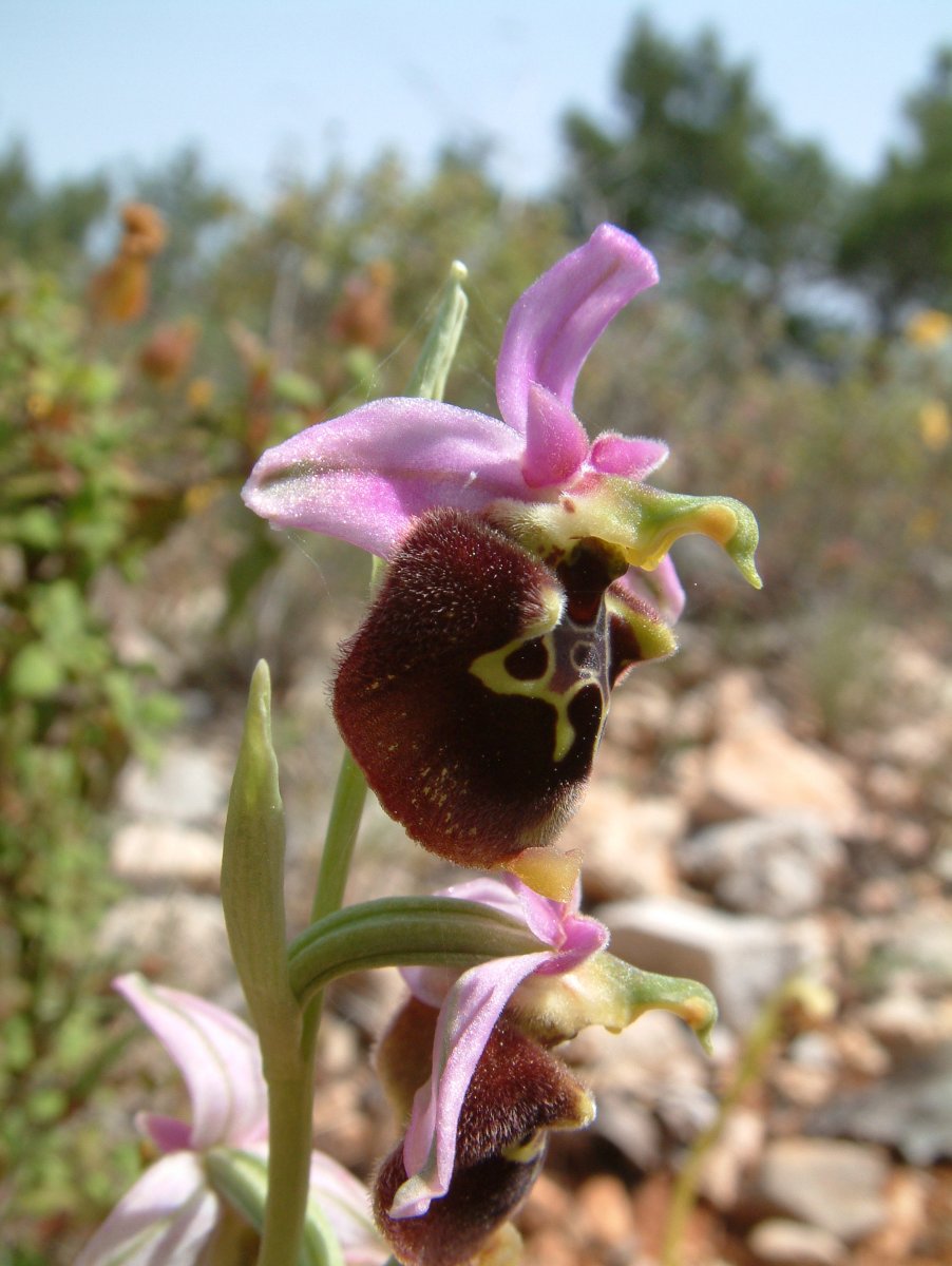 Ophrys lyciensis, la mia orchidea. Dalla Grecia con passione