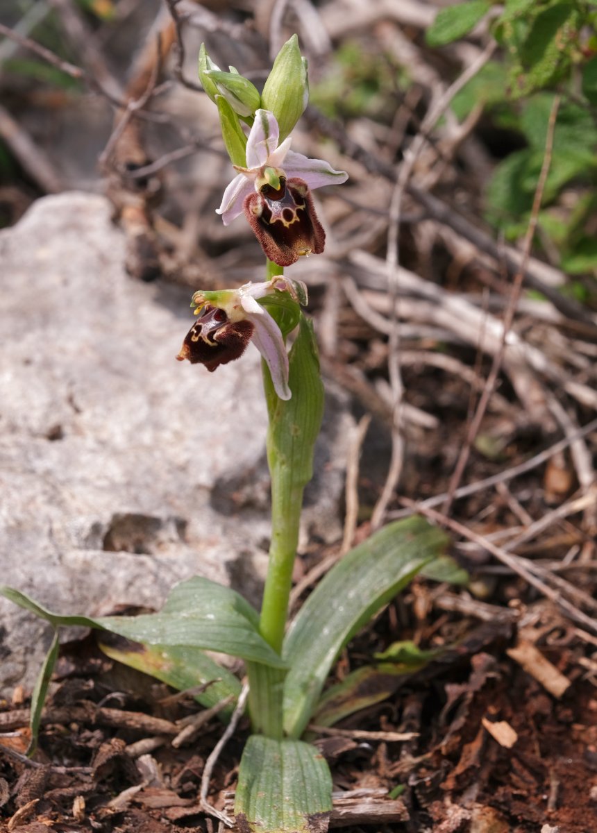 Ophrys lyciensis, la mia orchidea. Dalla Grecia con passione