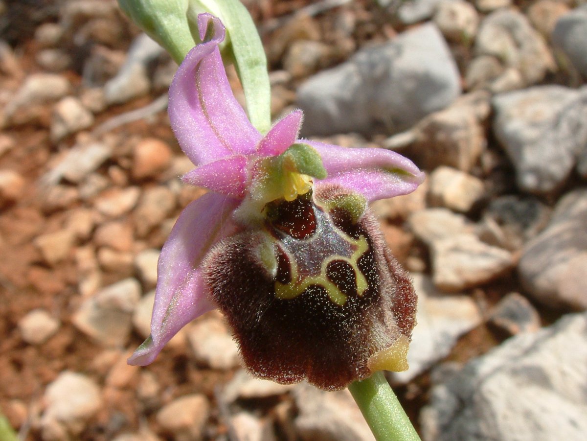 Ophrys lyciensis, la mia orchidea. Dalla Grecia con passione